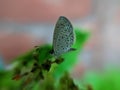 ÃÂ the pale grass blue, is a small butterfly found in South Asia that belongs to the lycaenids or blues family in indian village